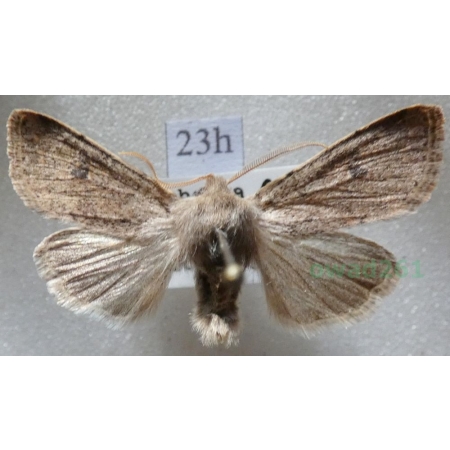Agrochola laevis (Hübner, 1803) Czech23h